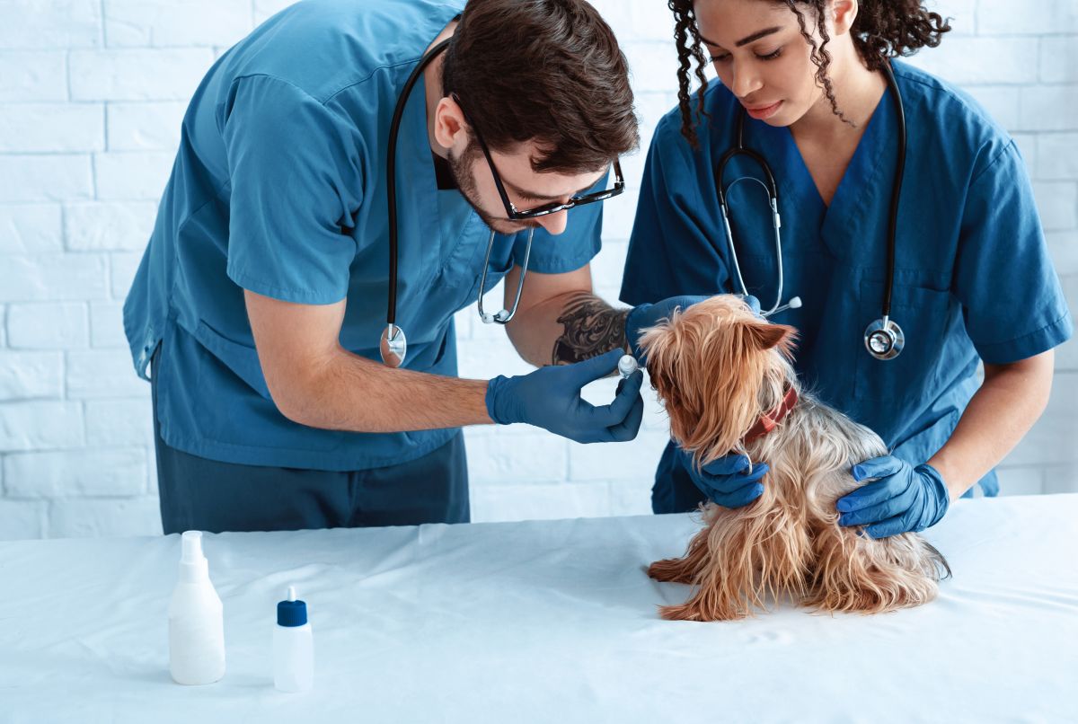 ohrentropfen hund entzuendung 2