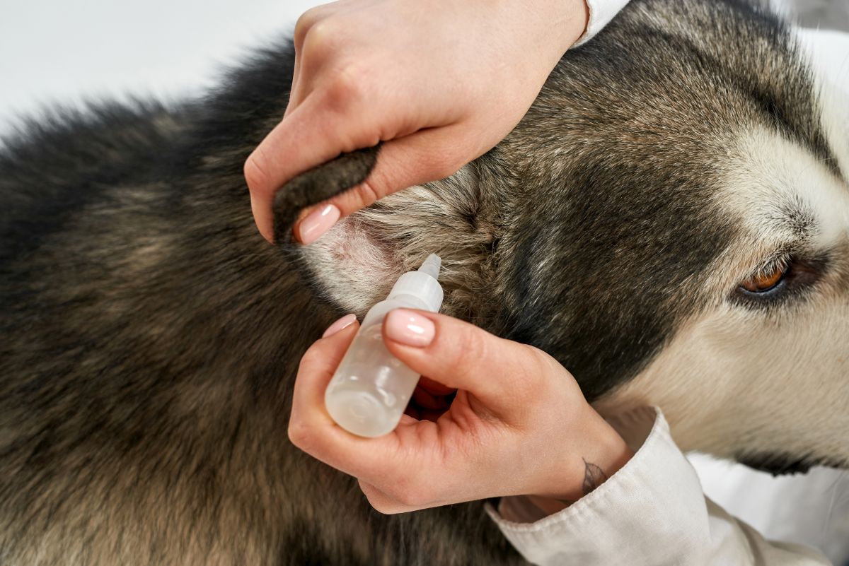 ohrentropfen hund entzuendung 3