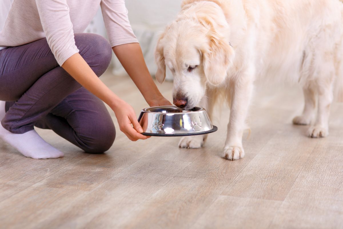 premium hundefutter trocken 1