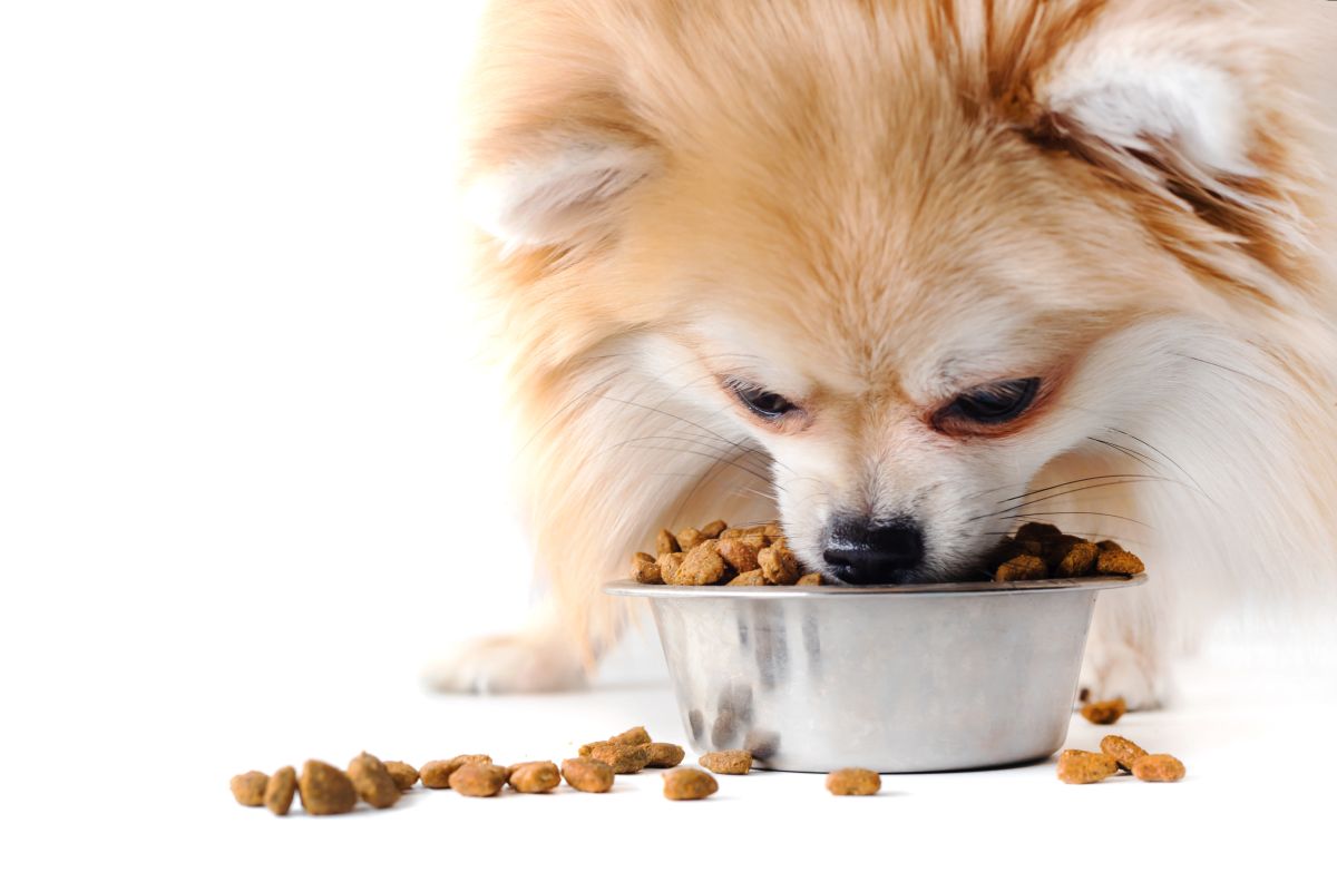premium hundefutter trocken 3