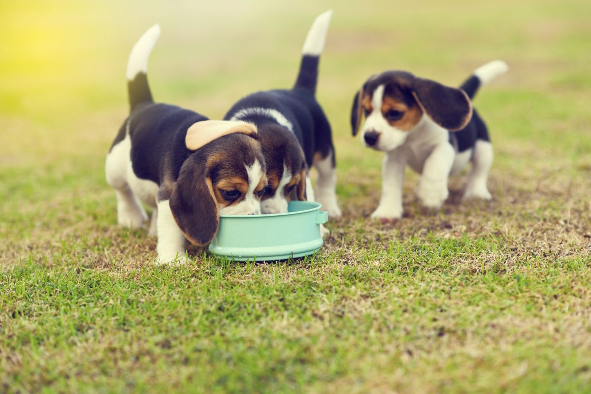 wolfsblut hundefutter welpen 1