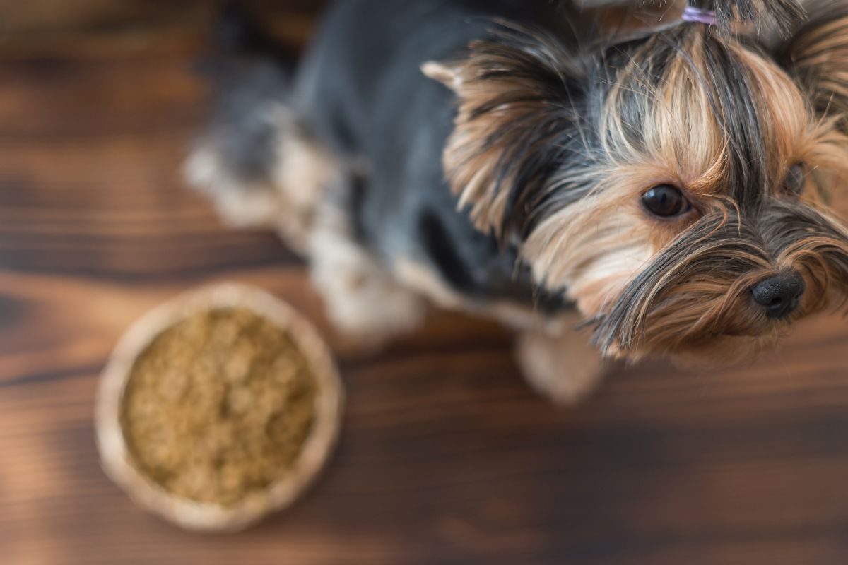 wolfsblut hundefutter welpen 2