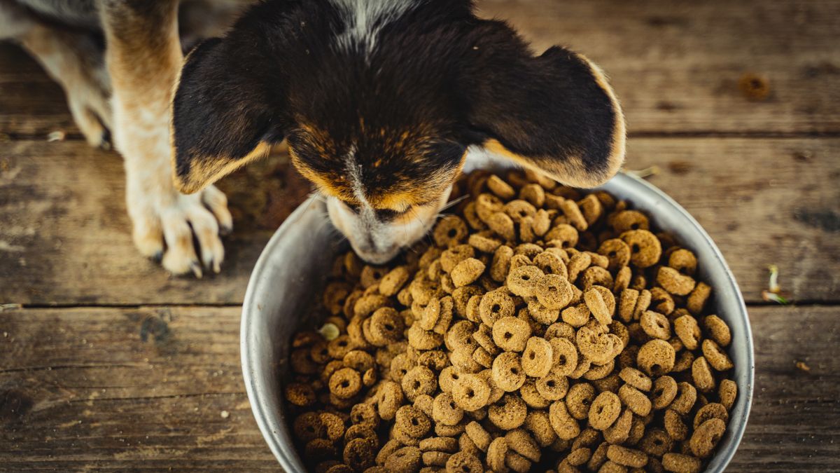 wolfsblut hundefutter welpen 3