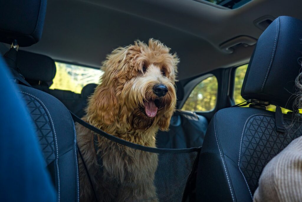 Autositz für Hunde bis 15 Kg