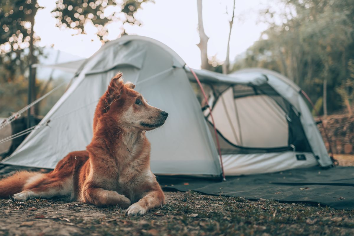 Camping Zaun Hund 2
