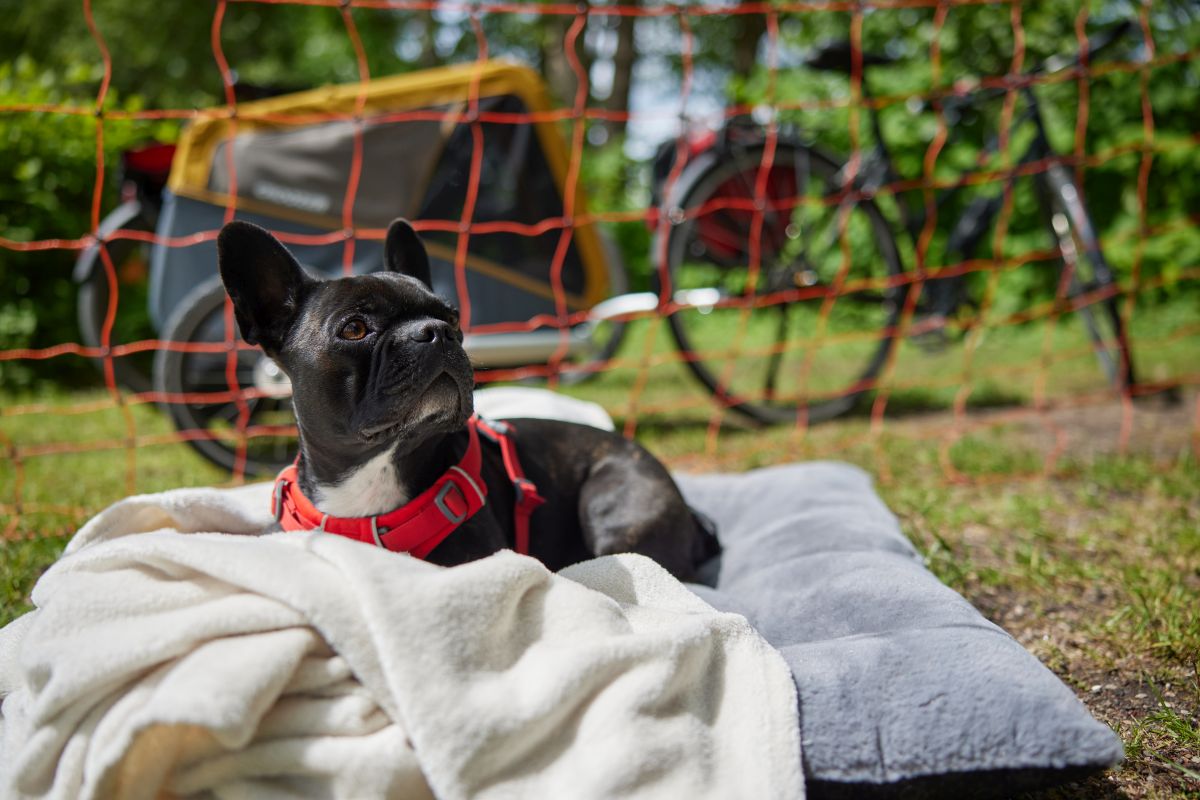 Camping Zaun Hund 3