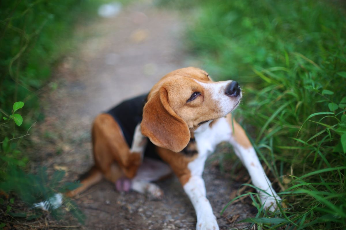 Globuli Juckreiz Hund 2