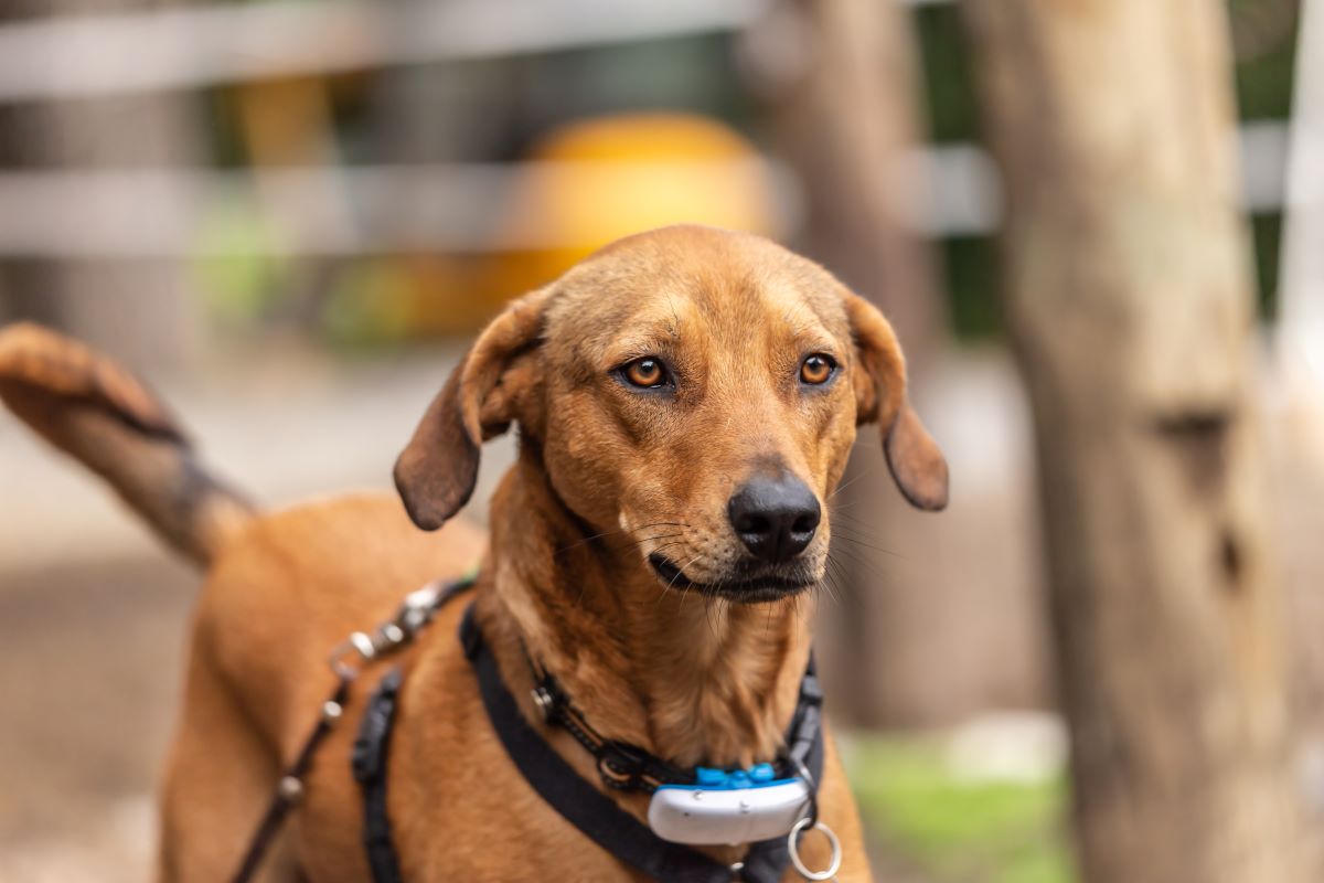 Hund GPS Tracker ohne Abo 1