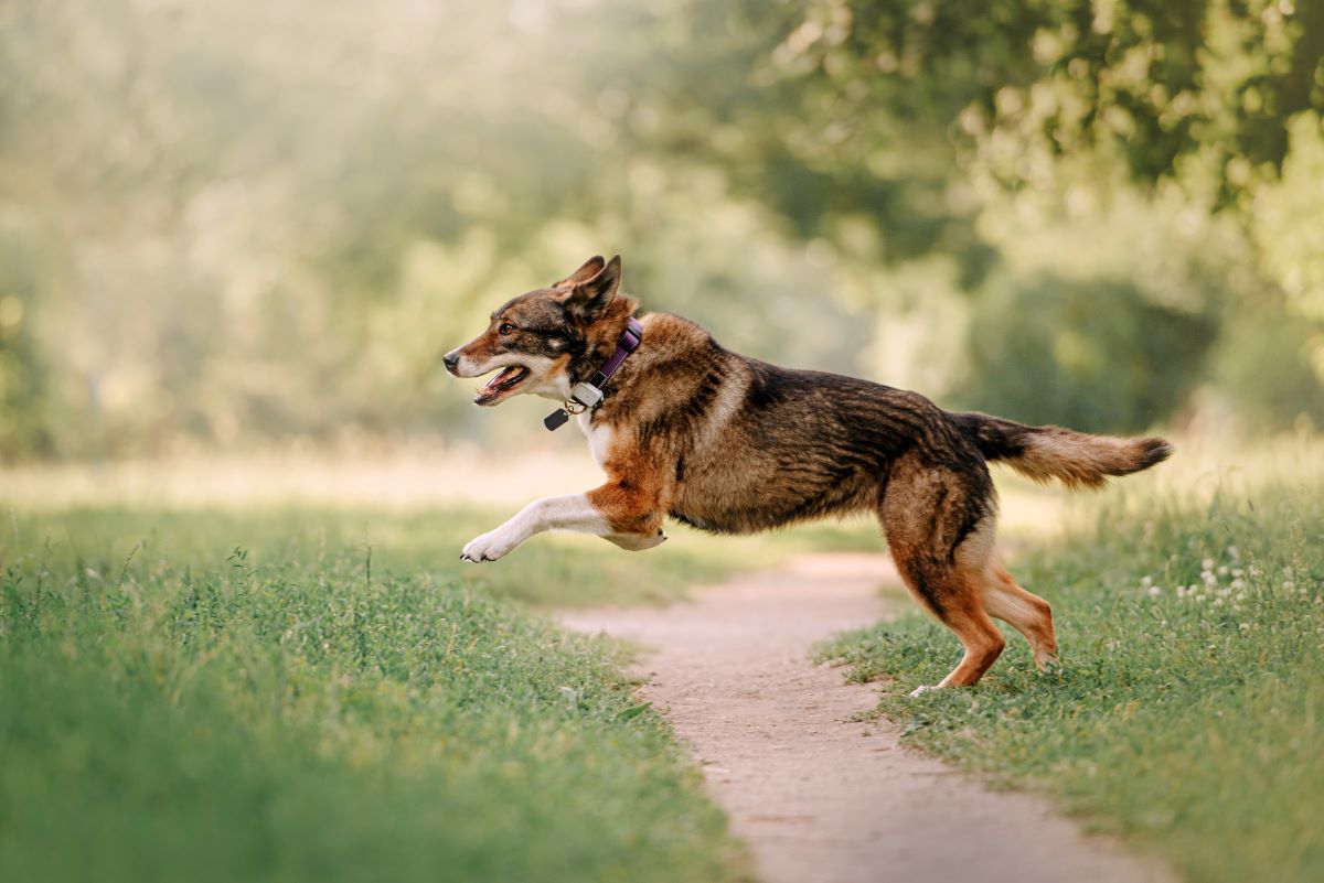 Hund GPS Tracker ohne Abo 2