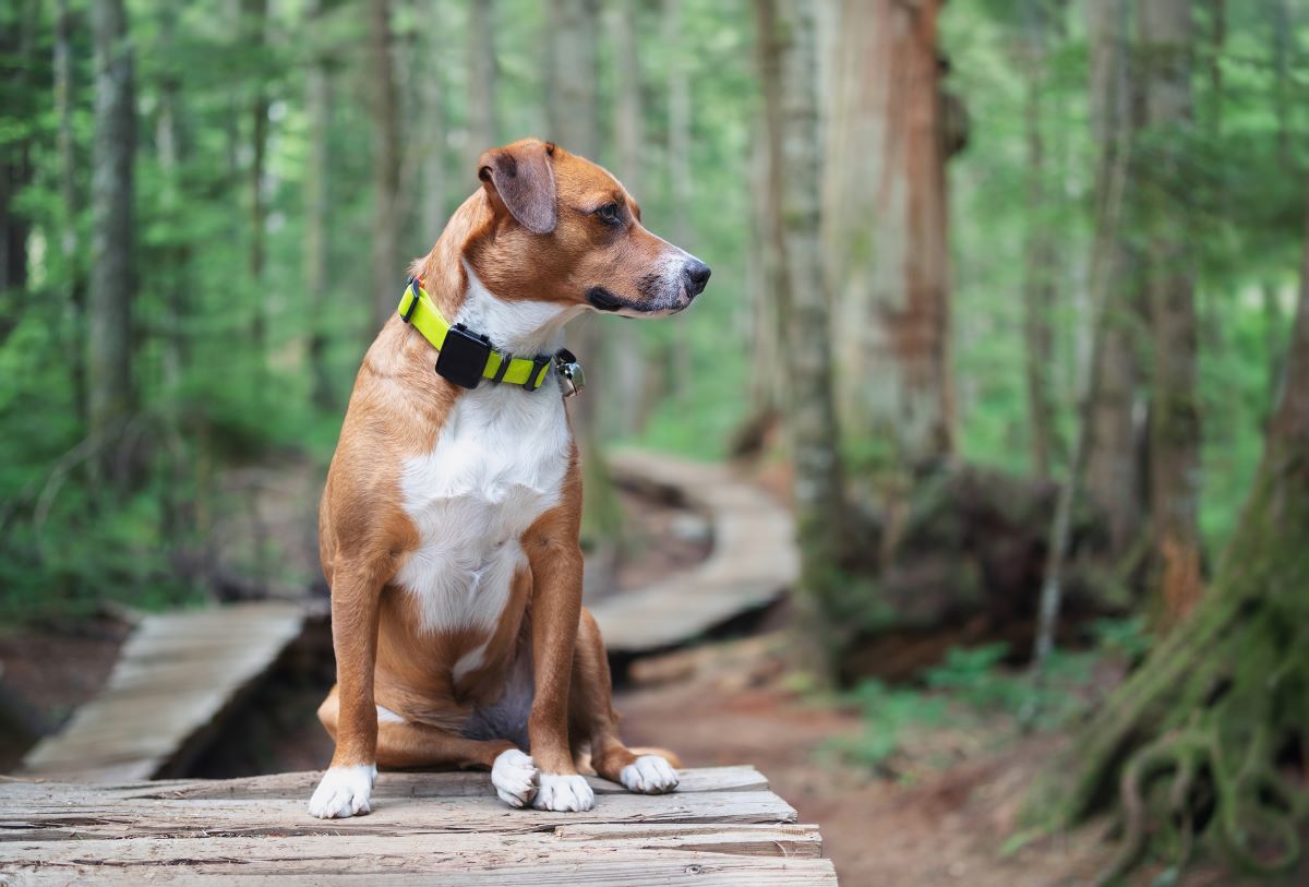 Hund GPS Tracker ohne Abo 3
