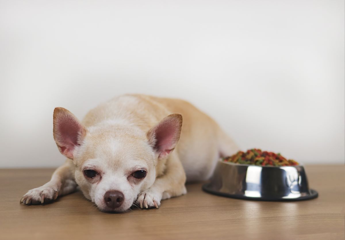 Platinum Hundefutter Fressnapf 1