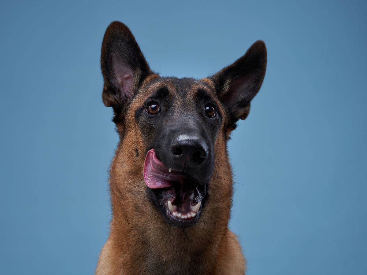 Platinum Hundefutter Fressnapf 2