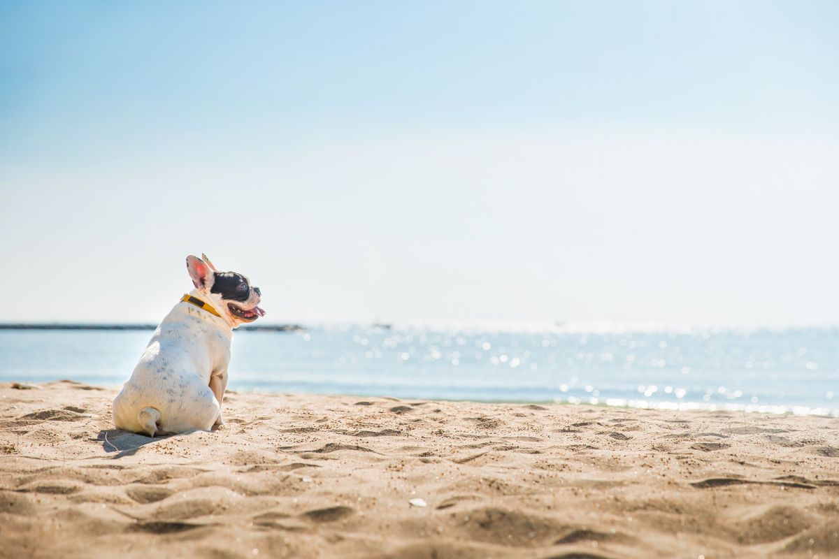 Reisetabletten fuer Hunde aus der Apotheke 1