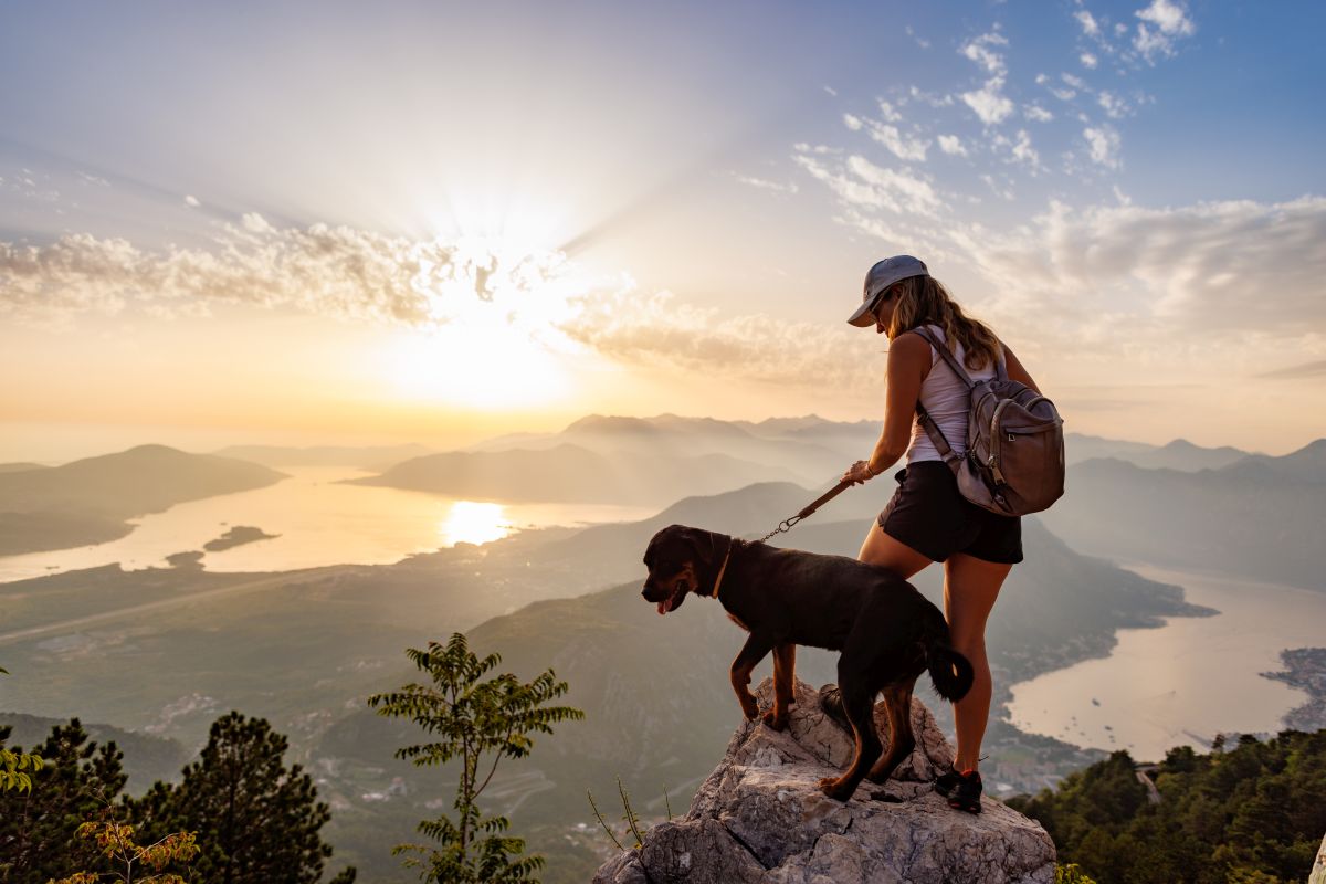 Reisetabletten fuer Hunde aus der Apotheke 3