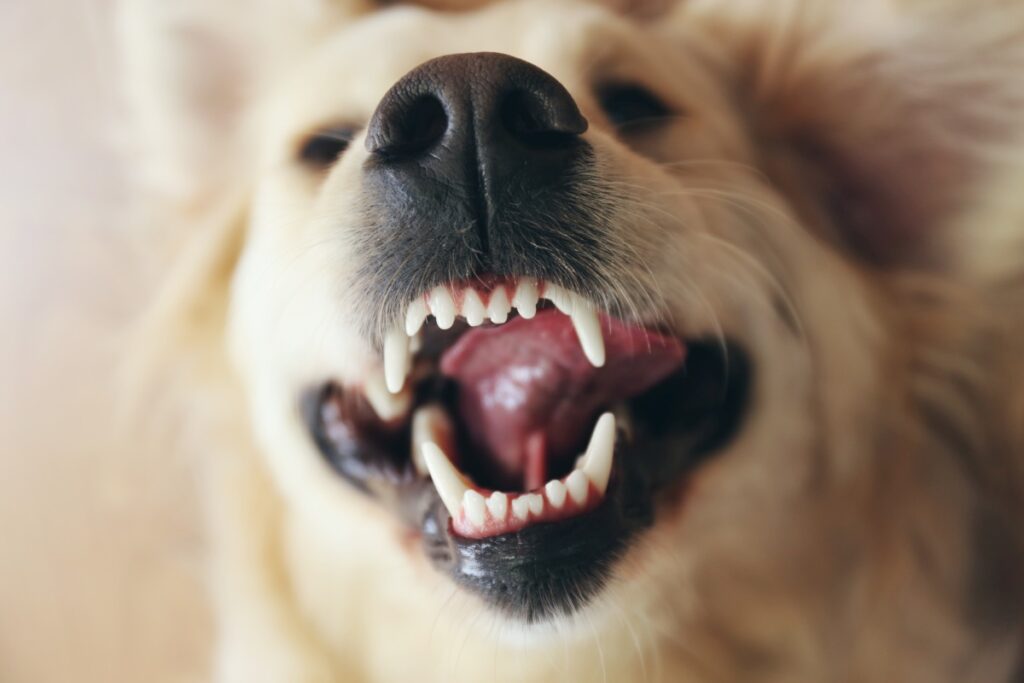 anzahl zähne hund