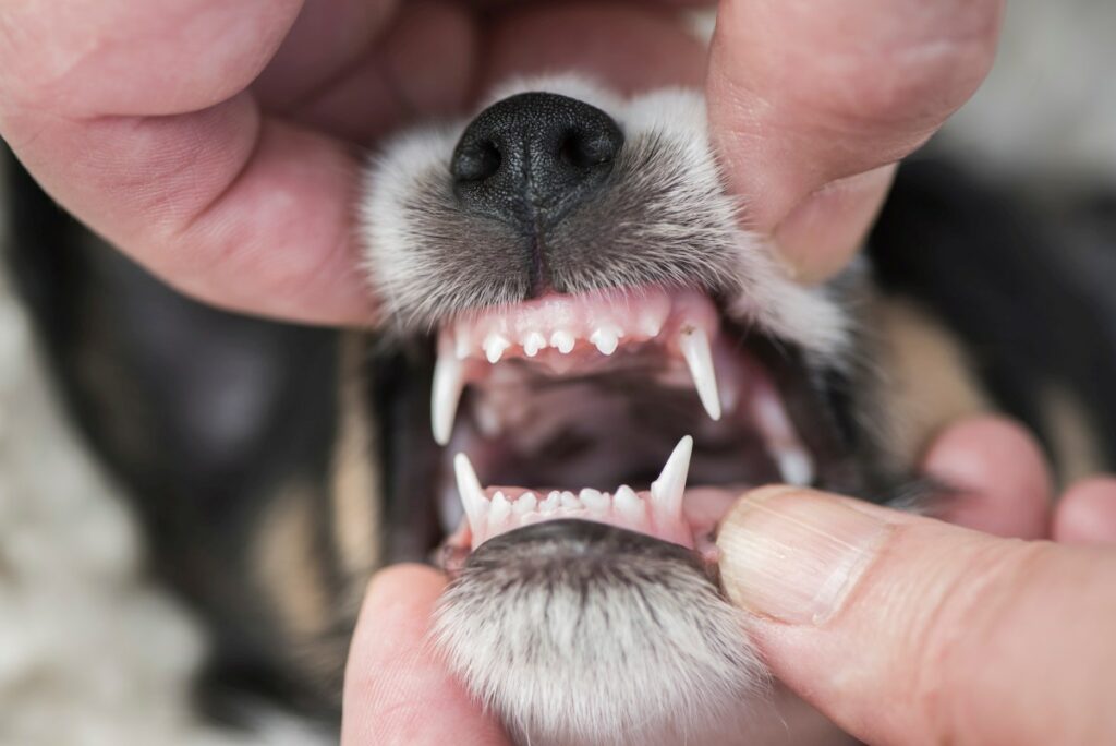 anzahl zähne hund