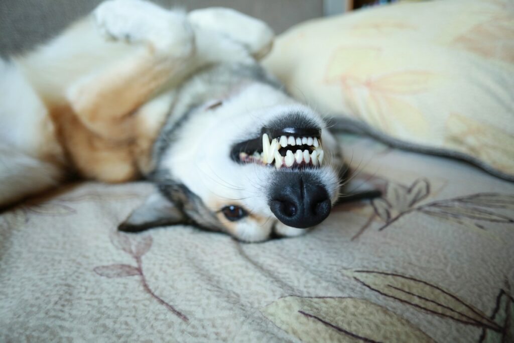 anzahl zähne hund