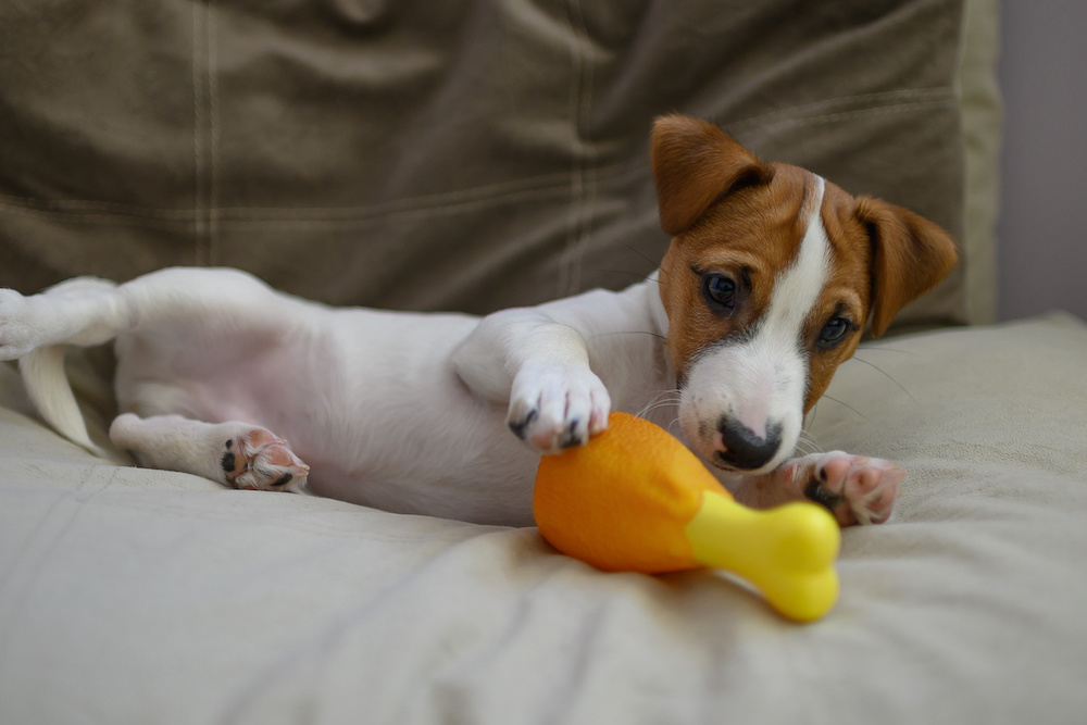 gummipuppe fuer hund kaufen 2