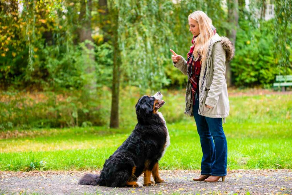 hund hört plötzlich nicht mehr
