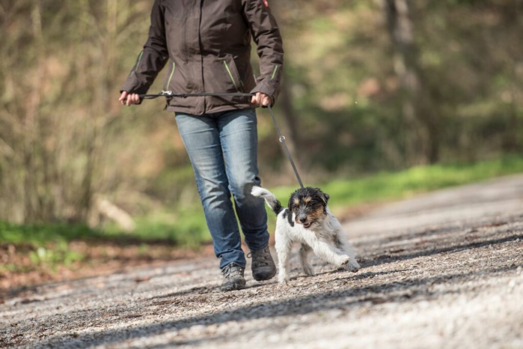 hund hört plötzlich nicht mehr