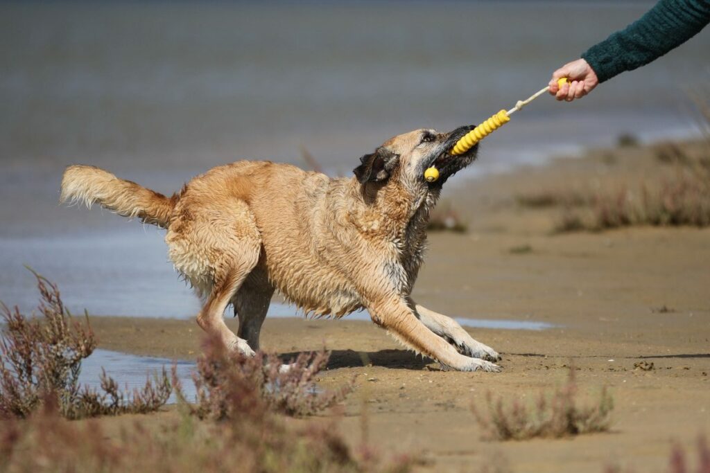 hund hört plötzlich nicht mehr