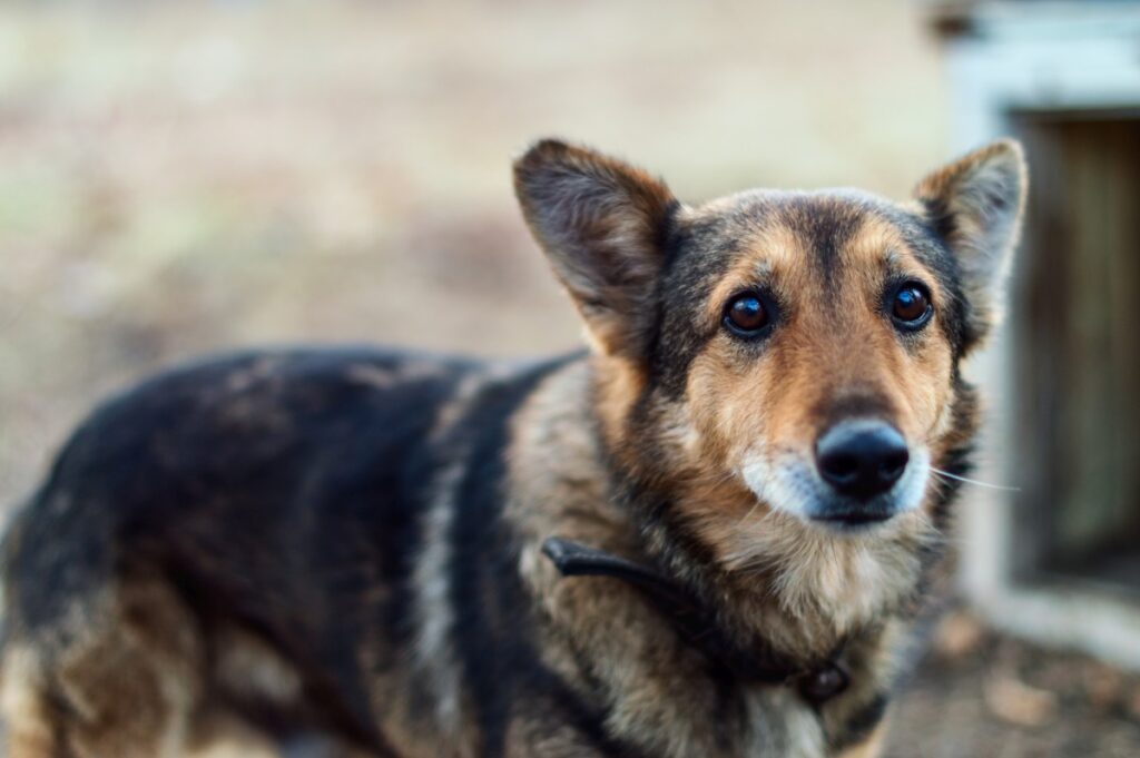 hundeabwehr ultraschall