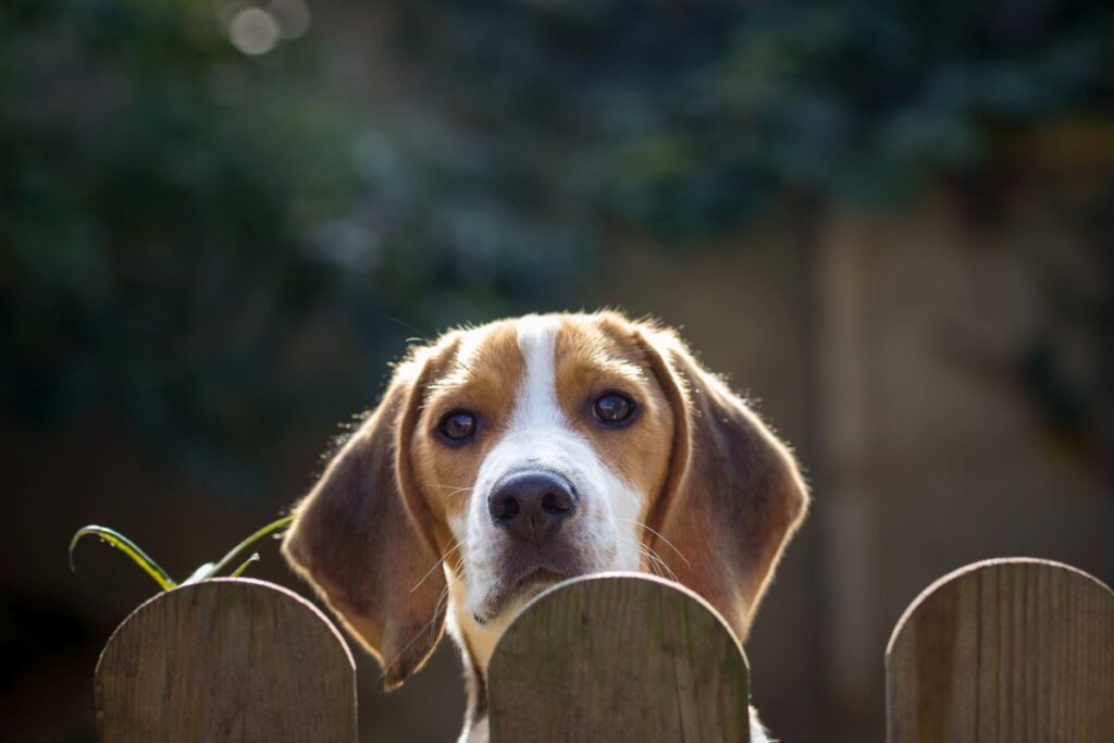 Hund hinter Hundezaun im Garten