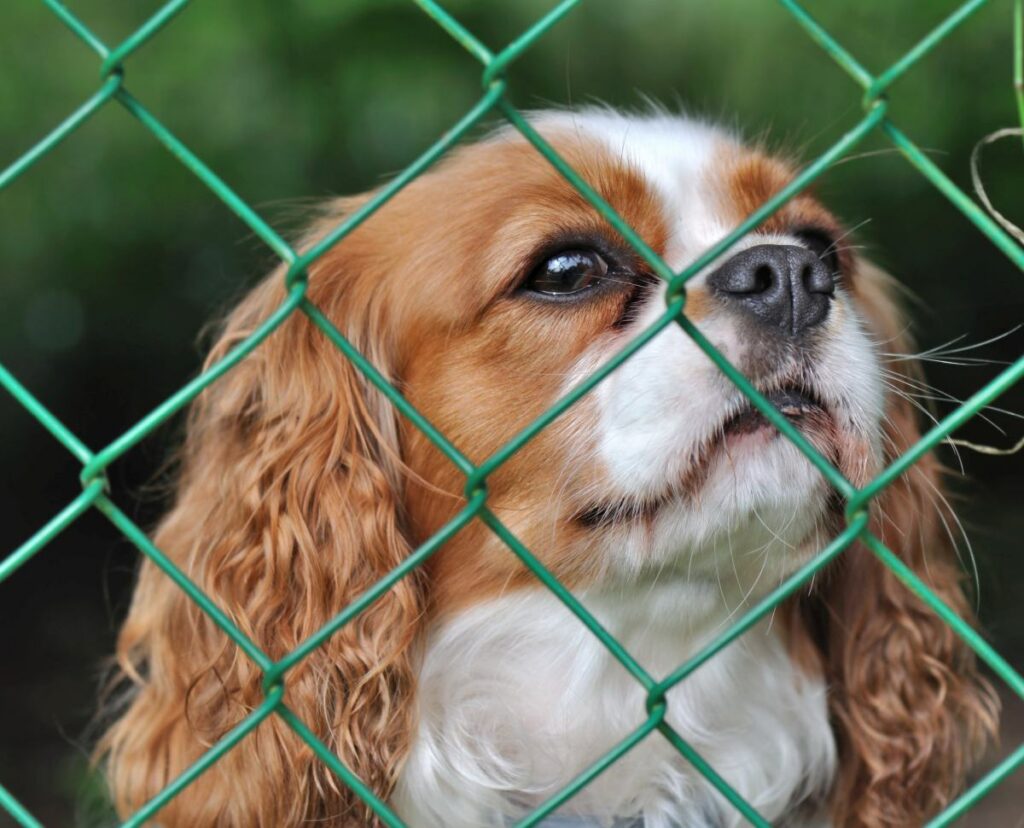Hund hinter Hundezaun im Garten