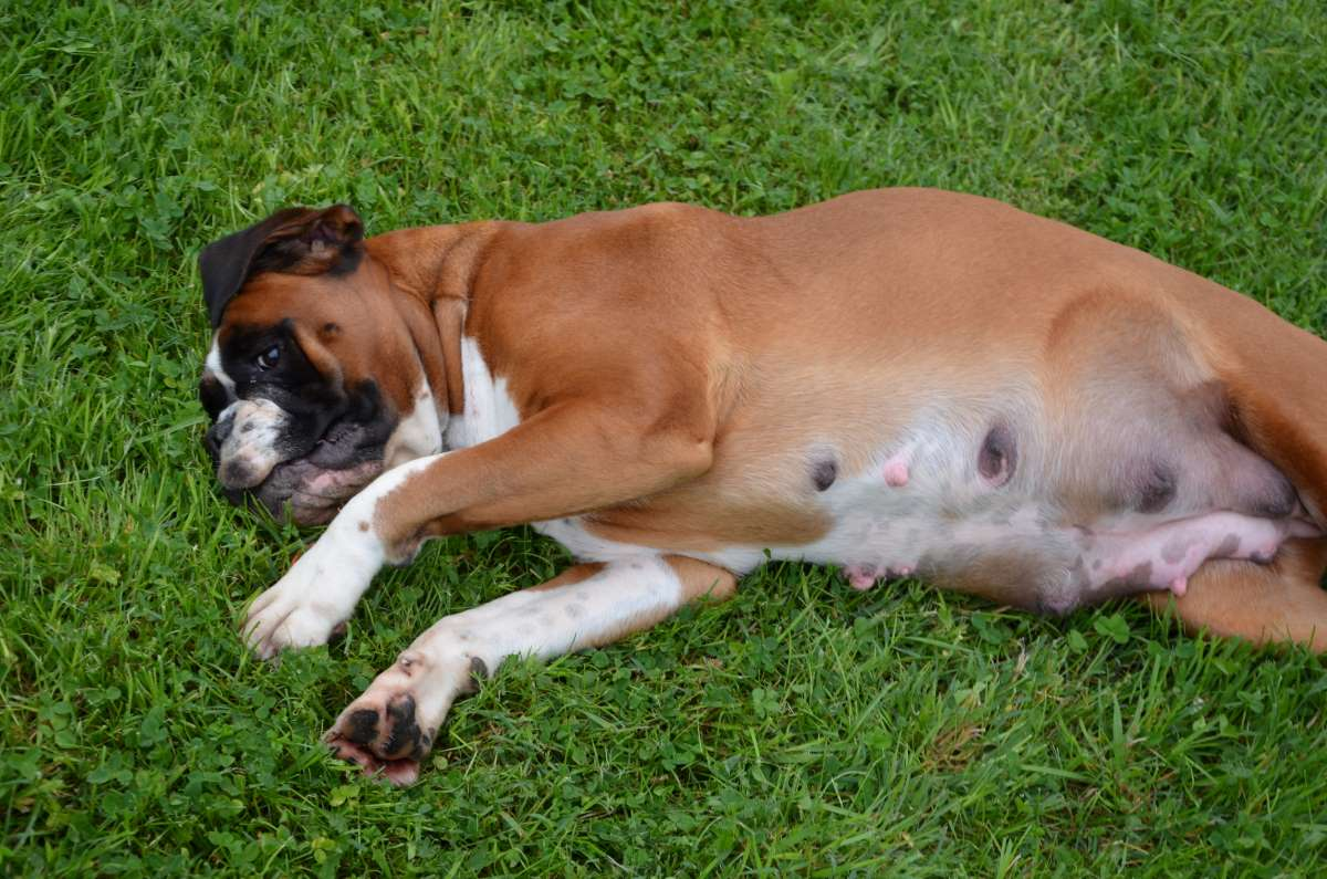 Anzeichen Scheinschwangerschaft Hund