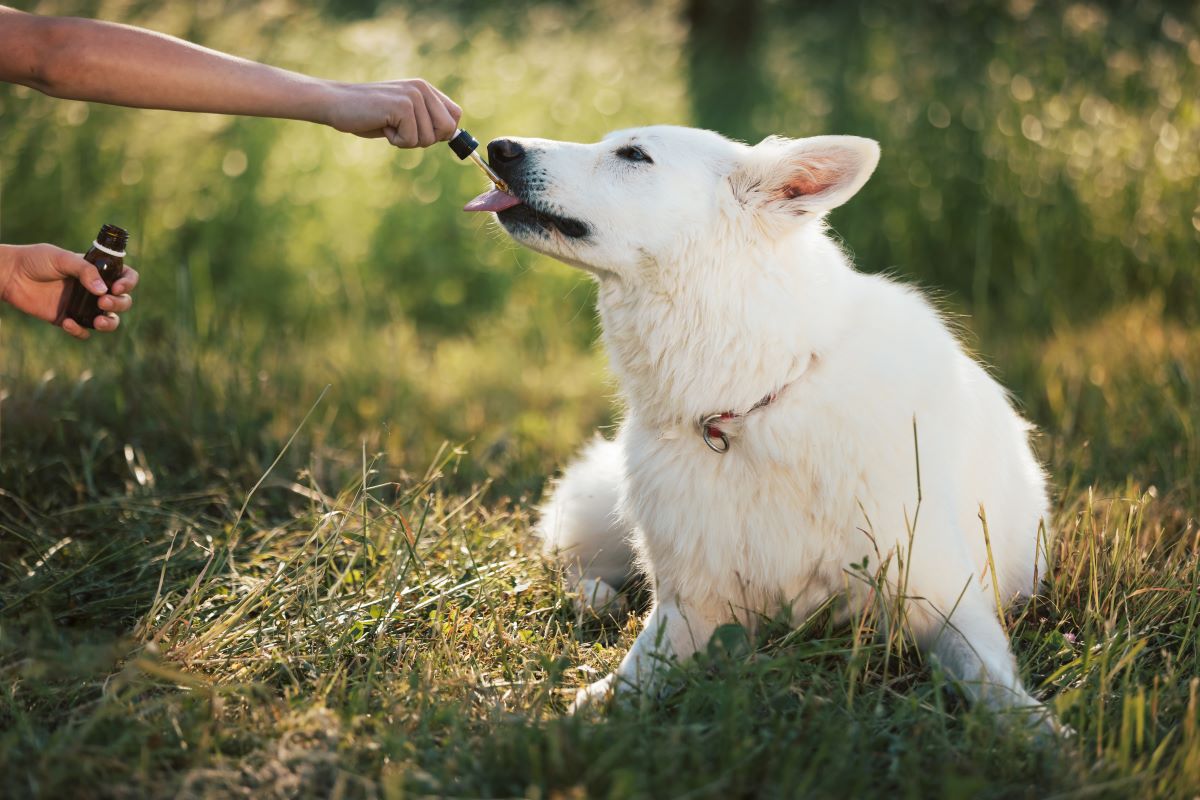 leinöl hund giftig