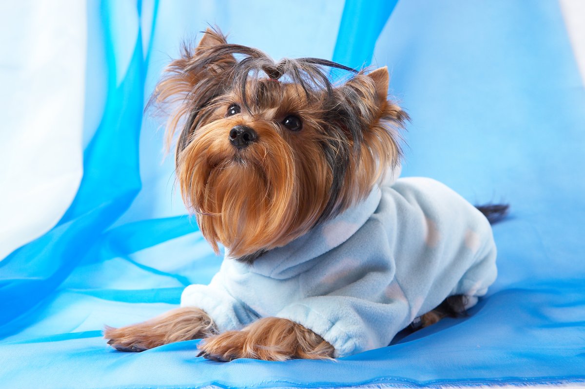 Schlafanzug Hund