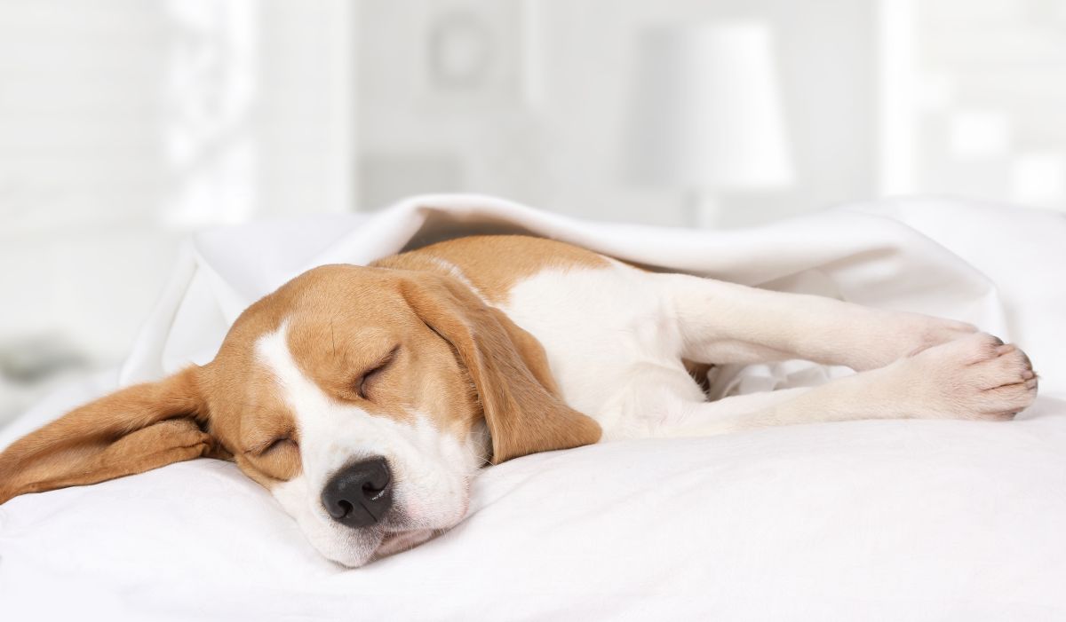 schlafmittel fuer hunde 1