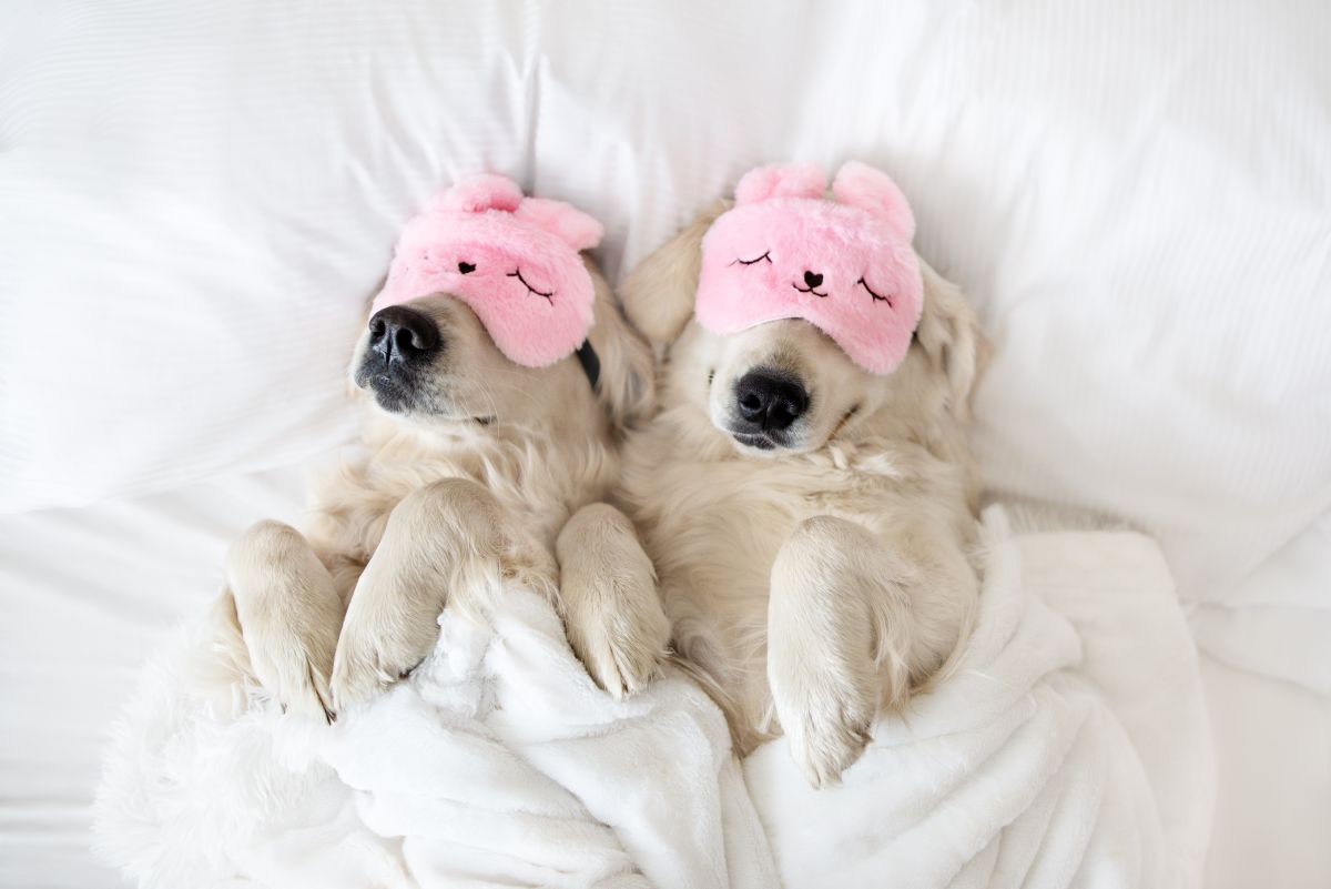schlafmittel fuer hunde 2