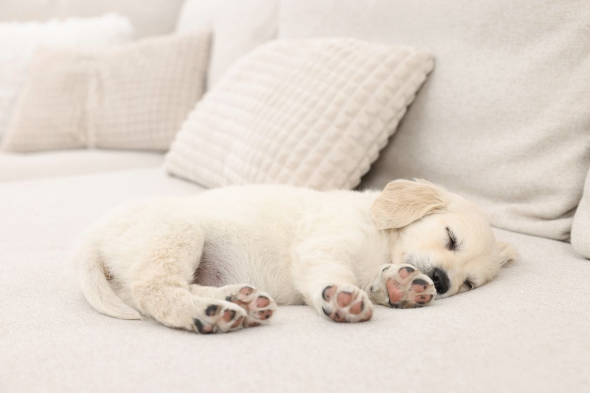 schlafmittel fuer hunde 3