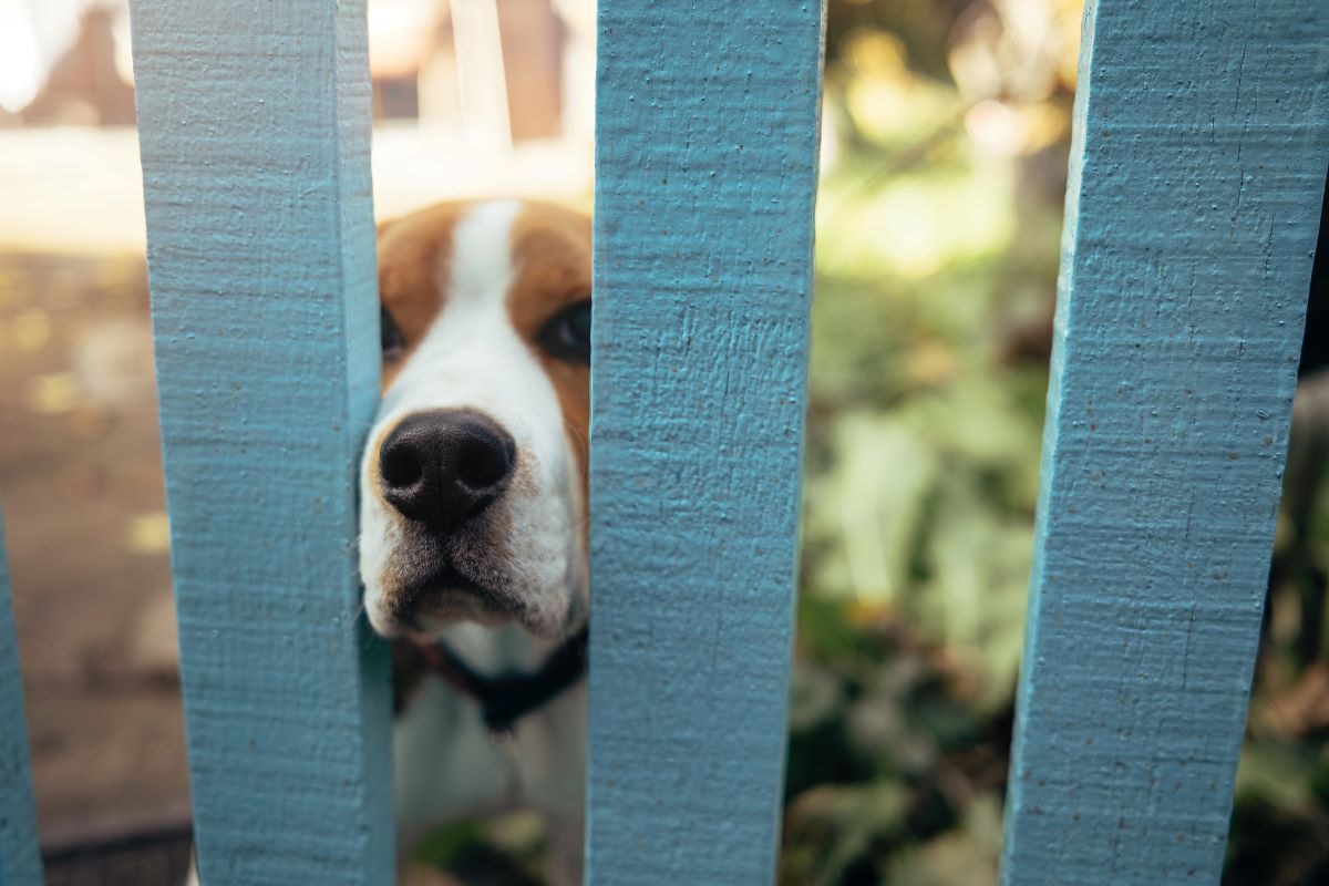 steckzaun hund 2