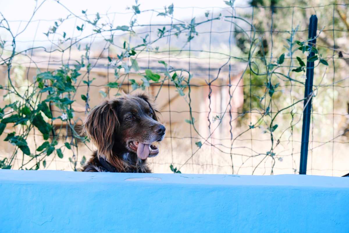 steckzaun hund 3