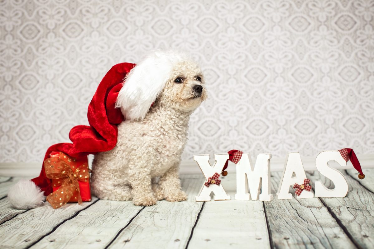 vet concept adventskalender