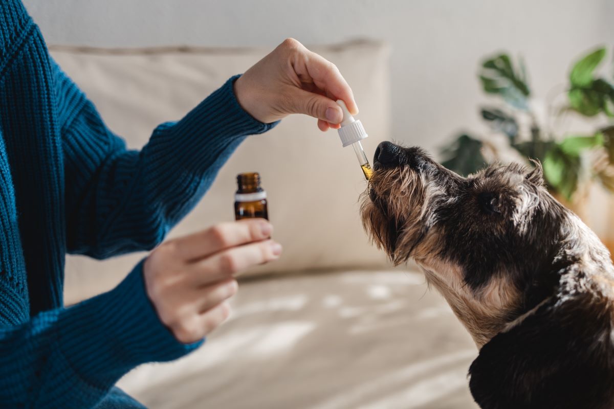 welche oele fuer hunde 3