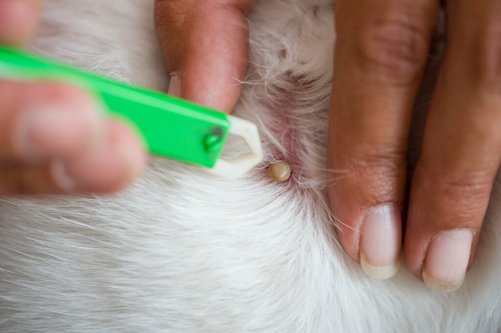 zecken-tabletten-hund-simparic