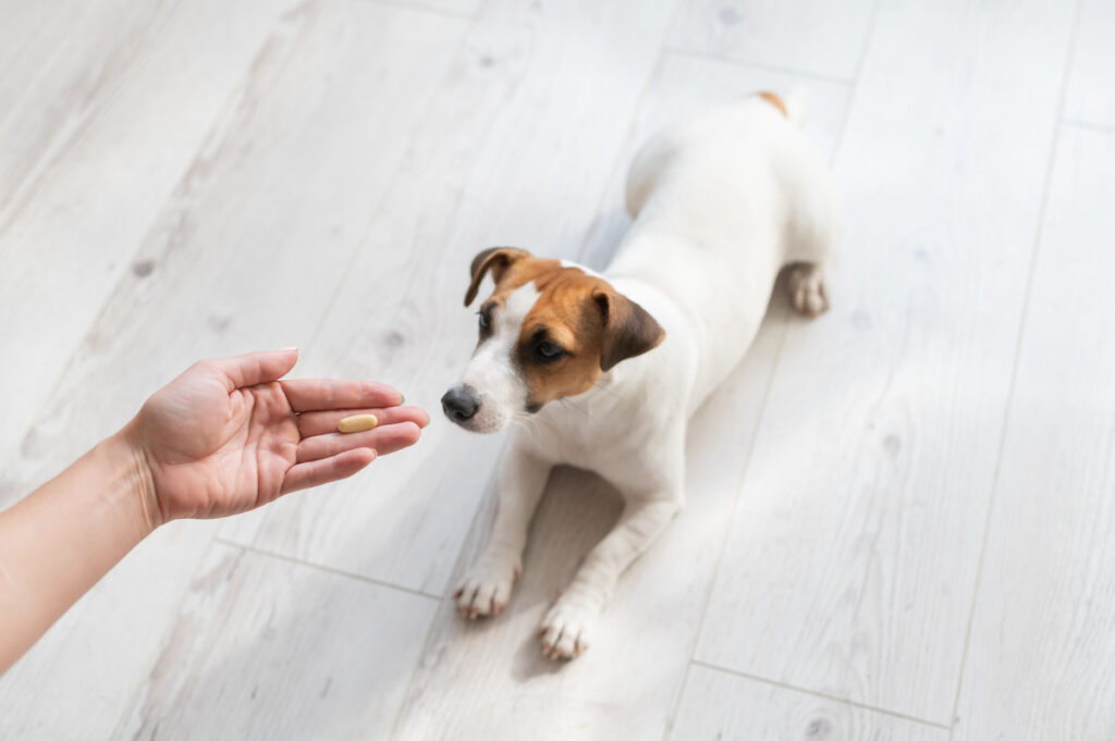 zecken tabletten hund simparic 2