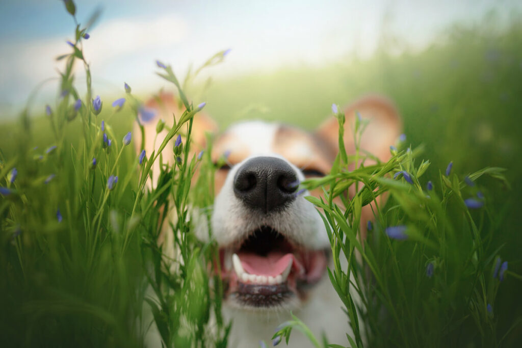 zecken-tabletten-hund-simparic