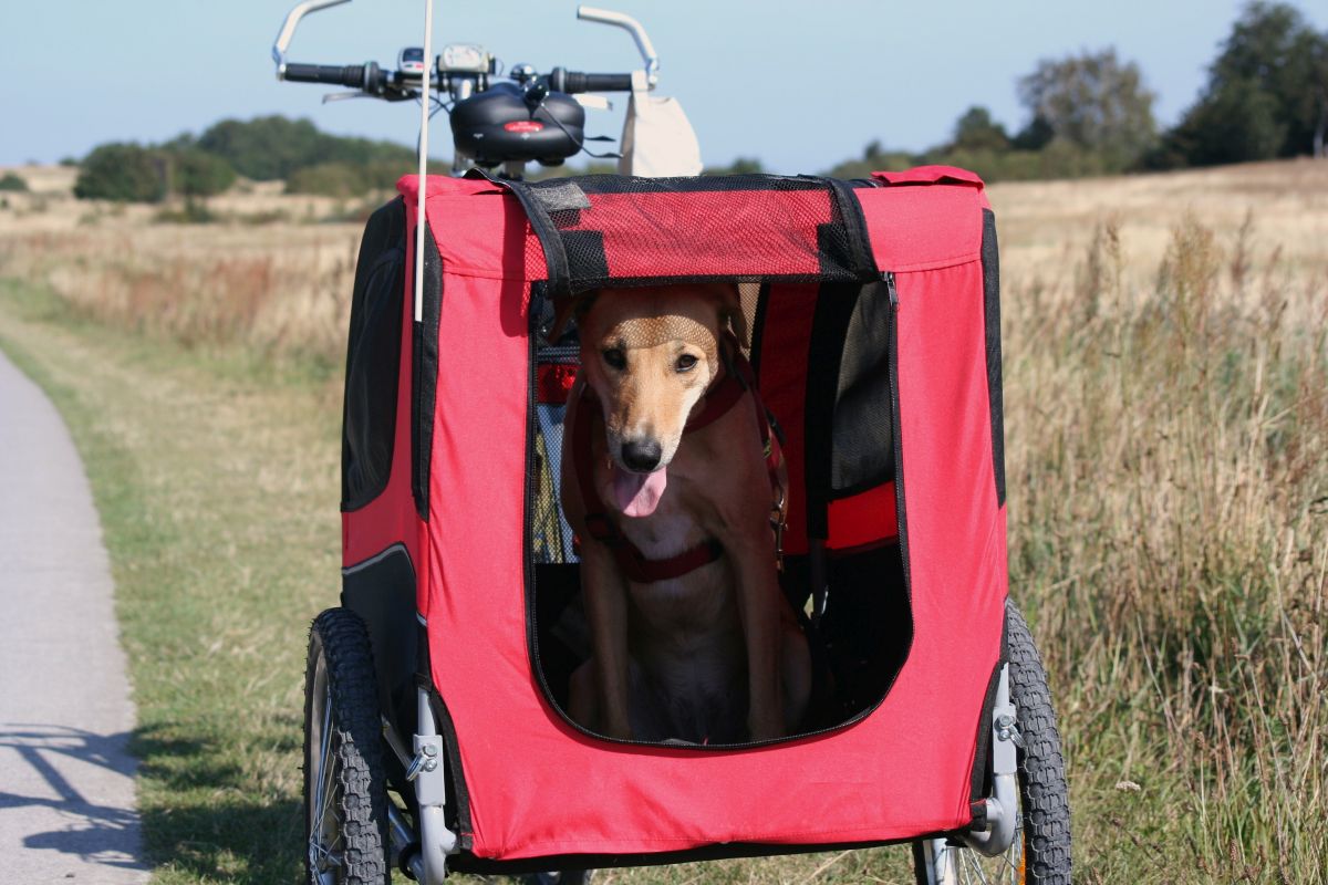 Fahrradanhaenger fuer Hunde Bis 10 Kg 1