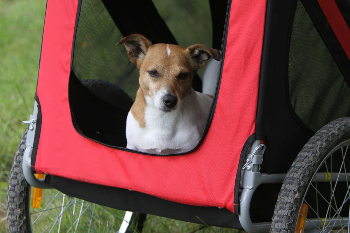Fahrradanhaenger fuer Hunde Bis 10 Kg 2