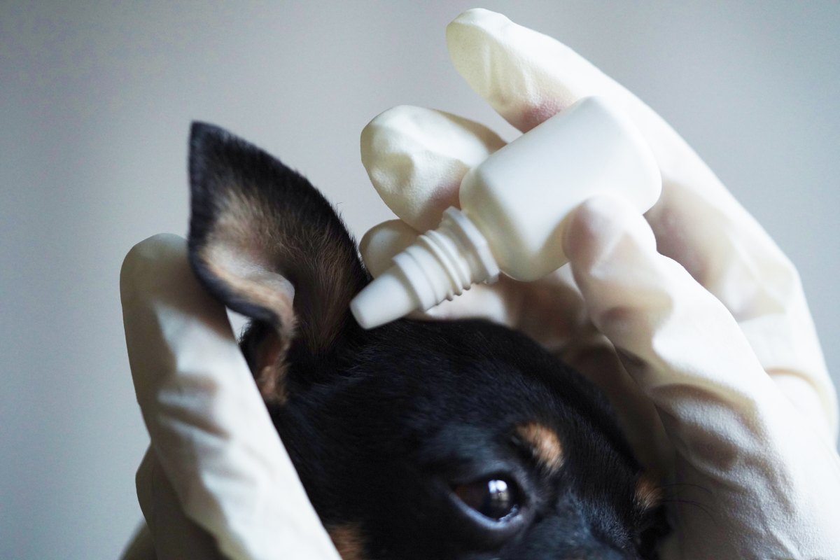 otomax ohrentropfen für hunde rezeptfrei