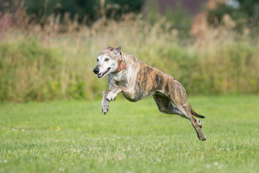 windhunde charakter