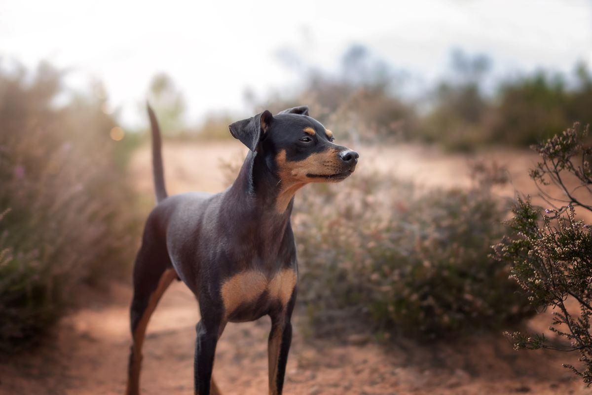 zwergpinscher charakter