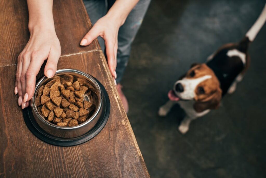Hundeernährung
