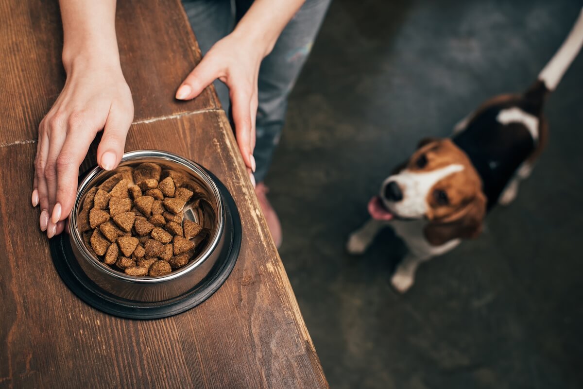 Hundeernährung