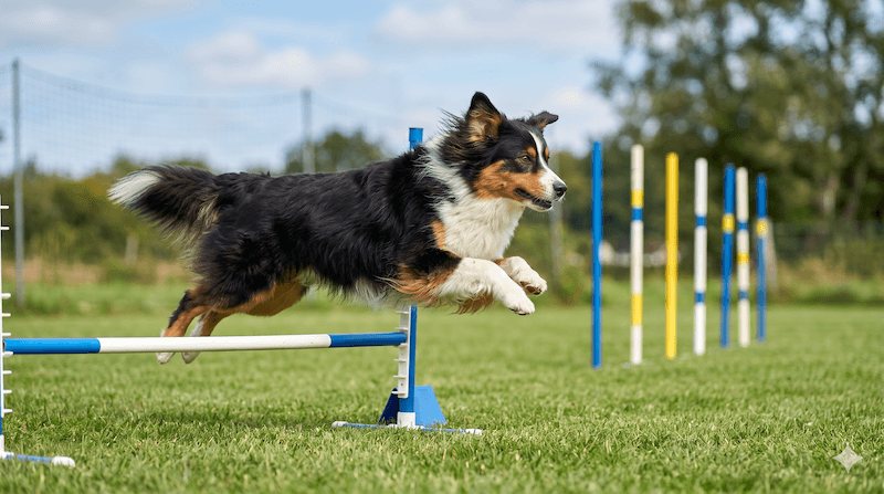 Hundesport – KI generierte Illustration