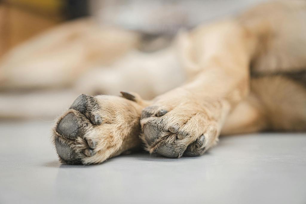 Zwei Hundepfoten in Nahaufnahme auf hellem Boden, Hund liegt entspannt im Hintergrund
